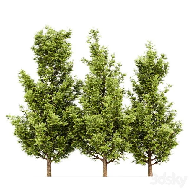 Leyland cypress – leylandi 3D Model
