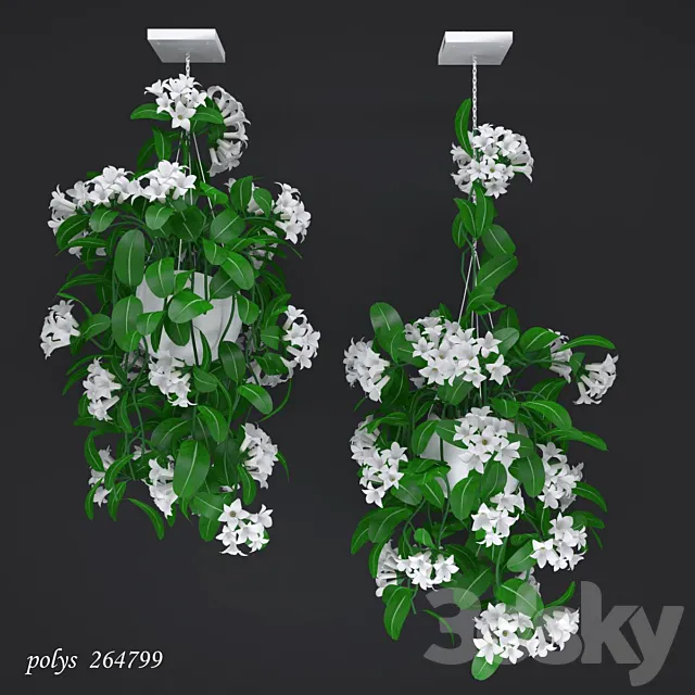 Liana abundantly flowering stephanotis 3DModel Liana abundantly flowering stephanotis 3DModel