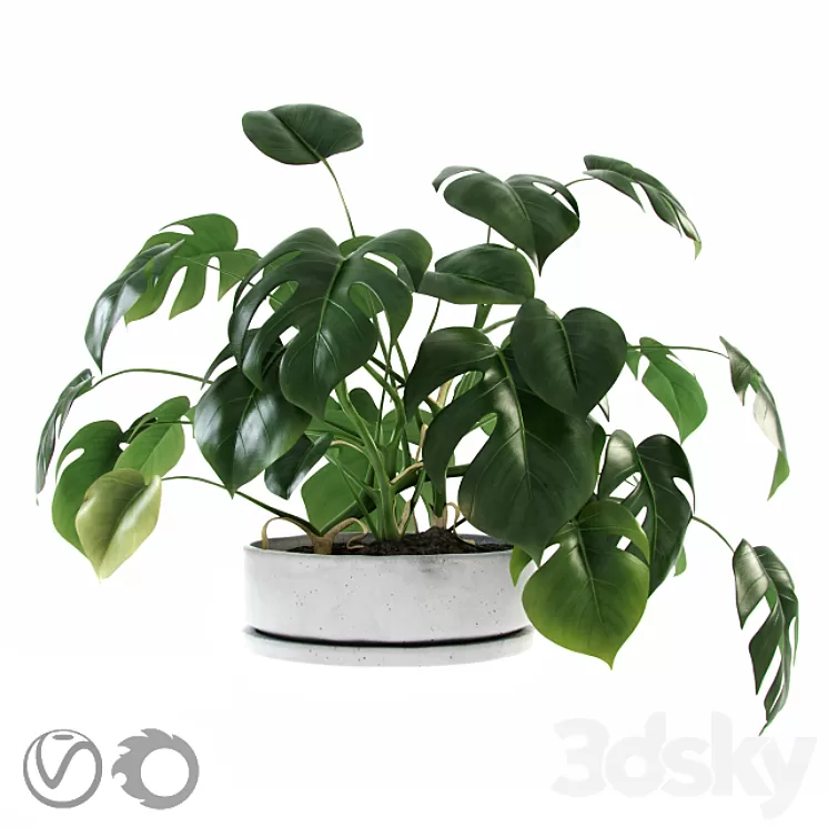 Liana Monstera 3D Model Liana Monstera 3D Model