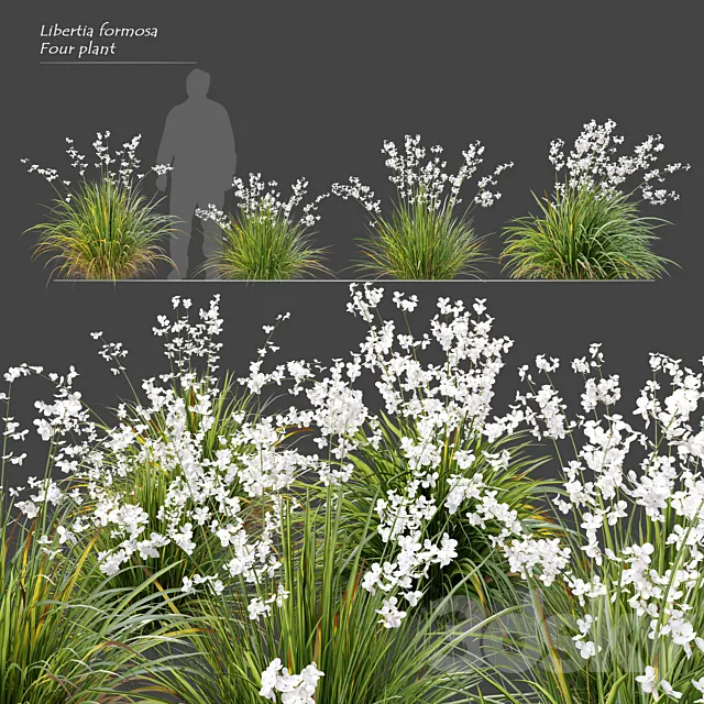 Libertia formosa 3D Model