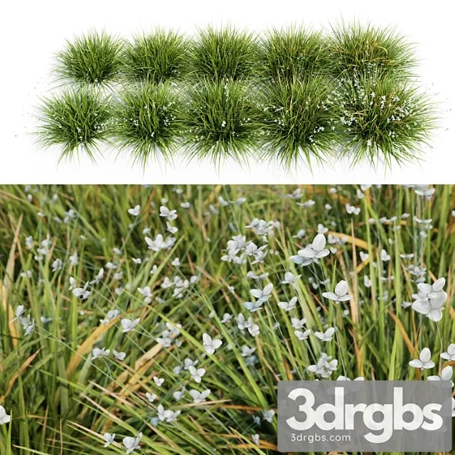 Libertia grandiflora – 10 modular pieces Libertia grandiflora – 10 modular pieces