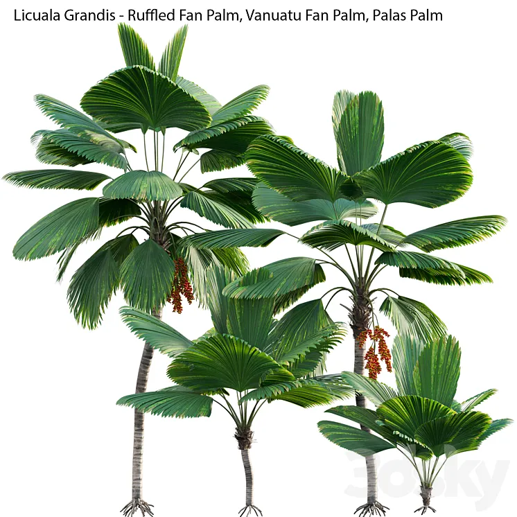 Licuala Grandis – Ruffled Fan Palm 3D Model Free Download
