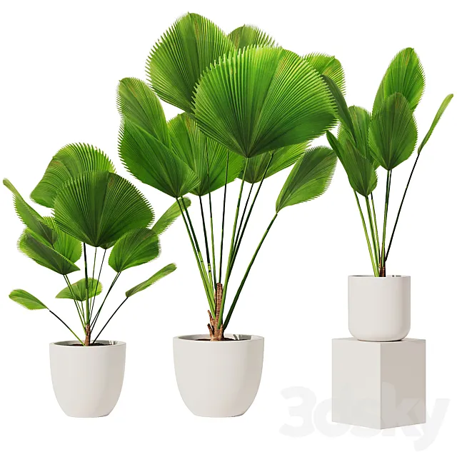 Licuala Grandis Set1 3D Model