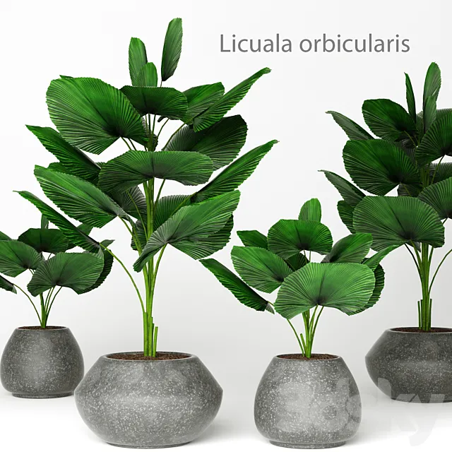 Licuala orbicularis 2 palm tree flower pot flowerpot concrete 3D Model Licuala orbicularis 2 palm tree flower pot flowerpot concrete 3D Model