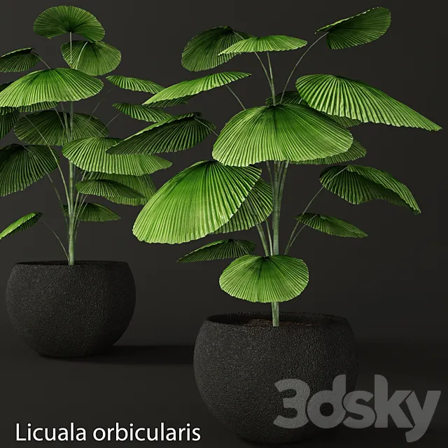 Licuala orbicularis. Likuala. decorative palm tree. pot. flowerpot. office 3DModel Licuala orbicularis. Likuala. decorative palm tree. pot. flowerpot. office 3DModel
