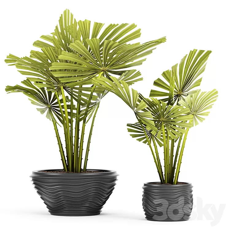 licuala spinosa ornamental palm tree likuala pot flower 3D Model licuala spinosa ornamental palm tree likuala pot flower 3D Model