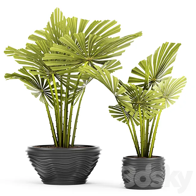 licuala spinosa. ornamental palm tree. likuala. pot. flower 3DModel licuala spinosa. ornamental palm tree. likuala. pot. flower 3DModel