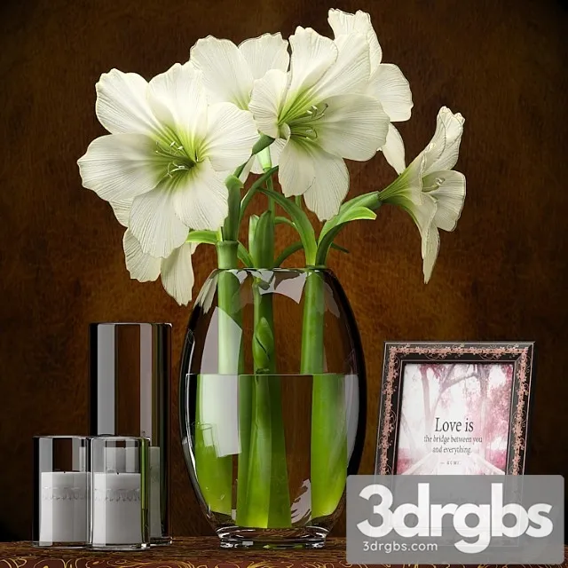 Light Yellow Amaryllis 3D Model Download