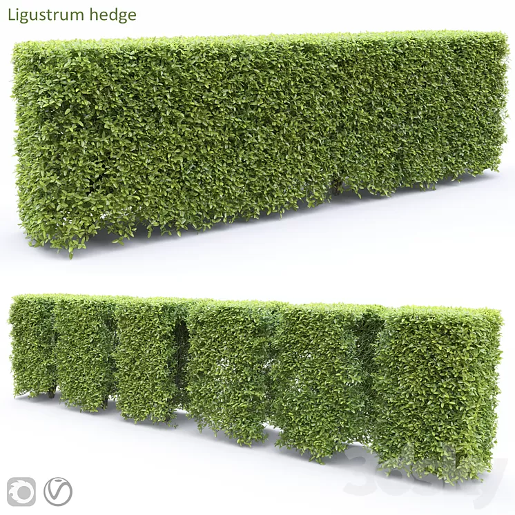 Ligustrum 3D Model Free Download Ligustrum 3D Model Free Download