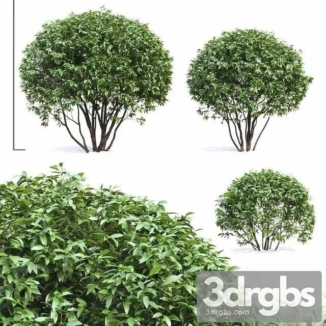 Ligustrum 3D Model Download