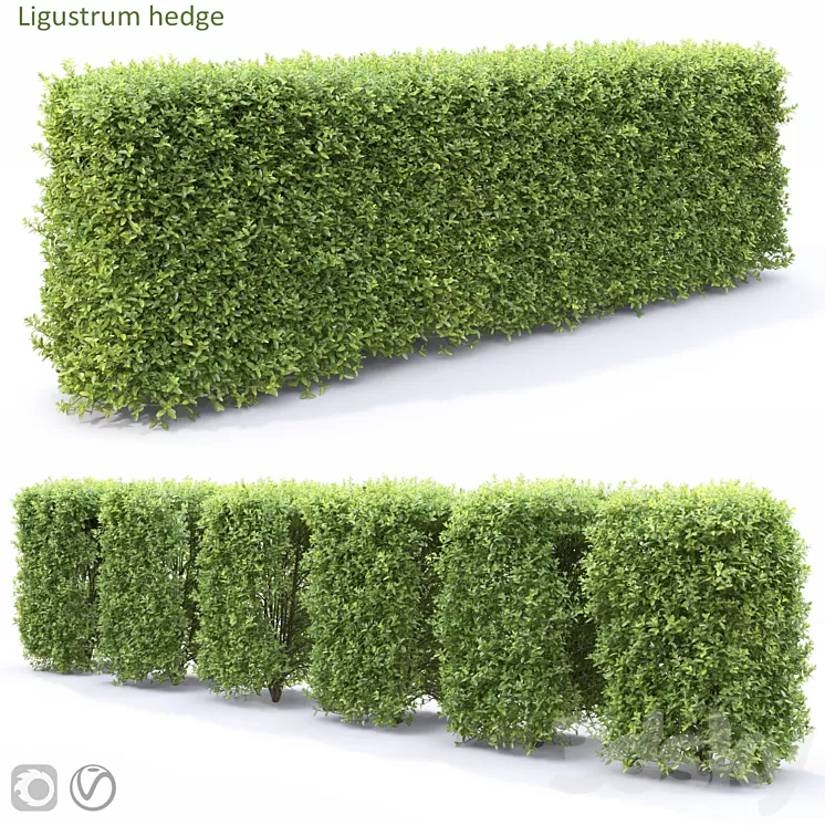 Ligustrum 3D Model Free Download Ligustrum 3D Model Free Download