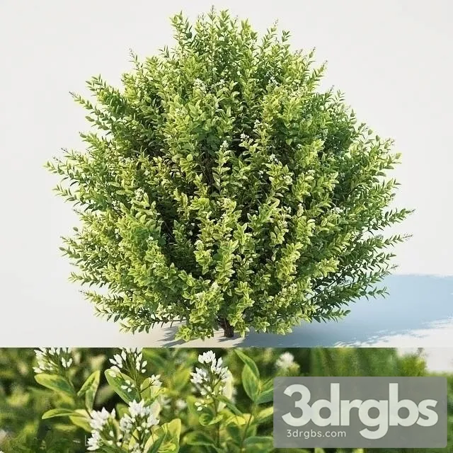 Ligustrum Ovalifolium 3D Model Download