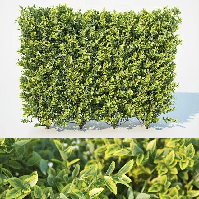 Ligustrum Ovalifolium Hedge L 3D Model Download
