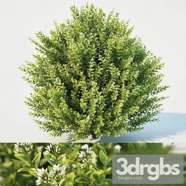 Ligustrum ovalifolium Large 3D Model Download