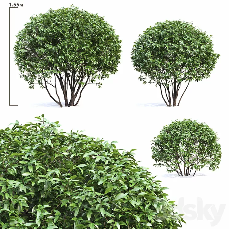 Ligustrum shining (Biryuchina) 3D Model