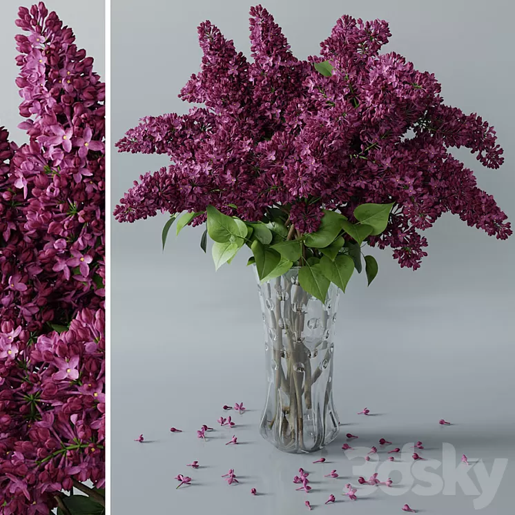 lilac 3 3D Model