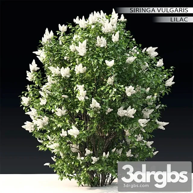 Lilac Blooming 3 3D Model Download