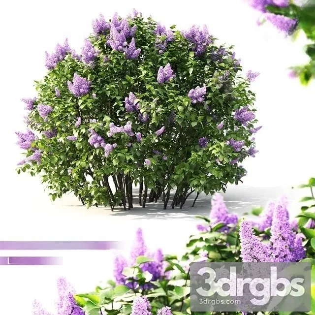 Lilac Flowering 2 3D Model Download