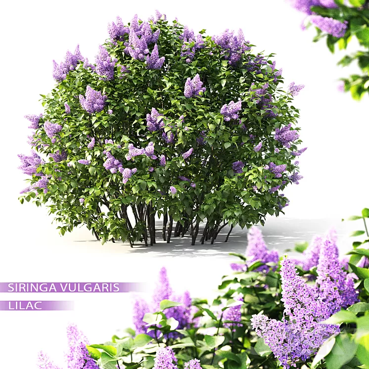 Lilac flowering #2 3D Model