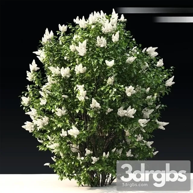 Lilac Flowering 3 3D Model Download
