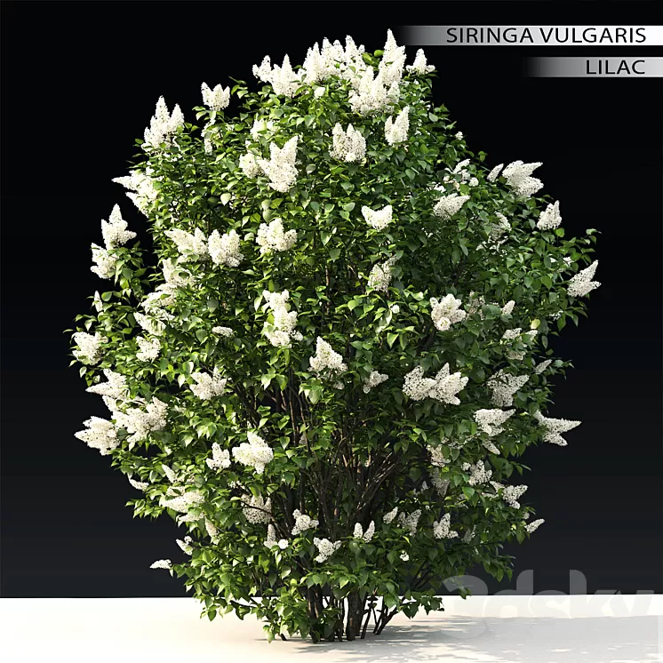 Lilac flowering #3 3D Model