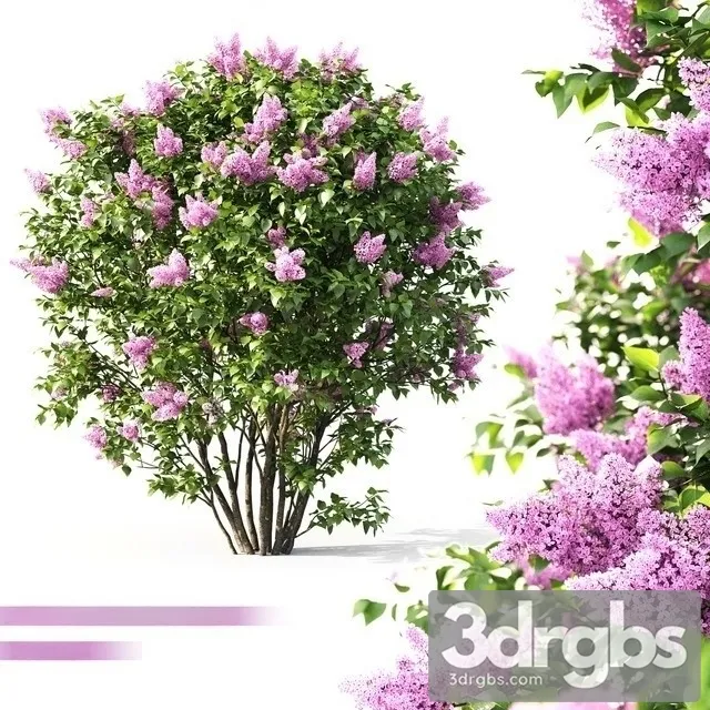 Lilac Flowering 3D Model Download