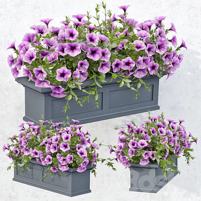 Lilac Petunia 3D Model Lilac Petunia 3D Model