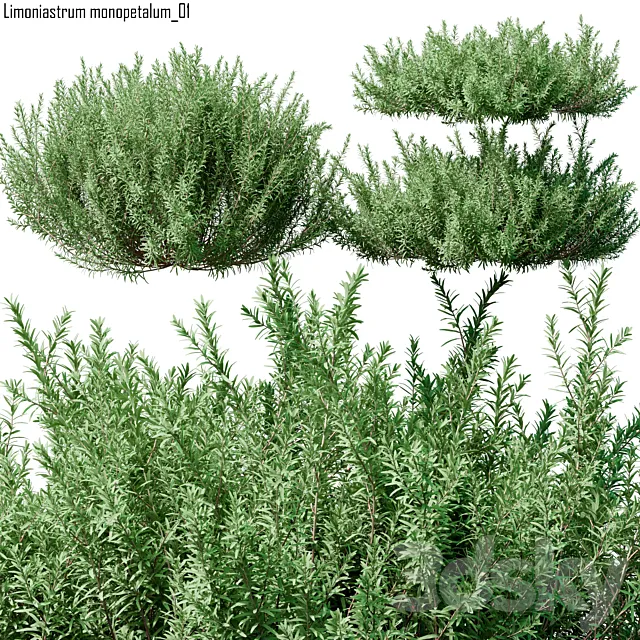 Limoniastrum monopetalum 01 3D Model