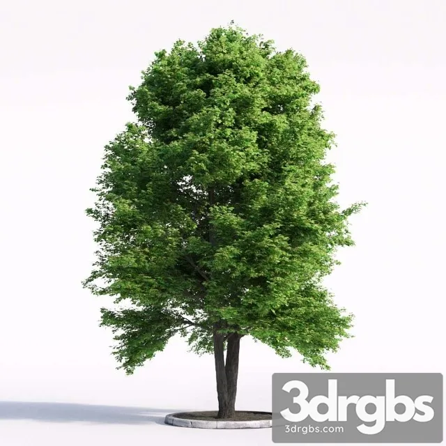 Linden Tree 3D Model Download