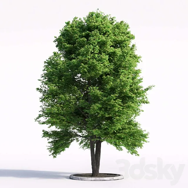 Linden tree 3D Model Linden tree 3D Model