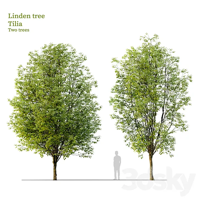 Linden tree_03 3D Model