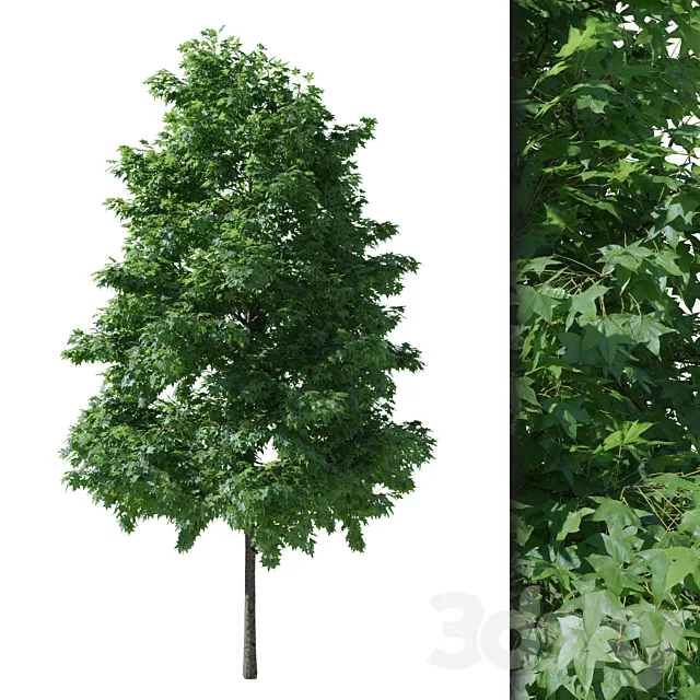 Liquidambar V1 (August) 3D Model