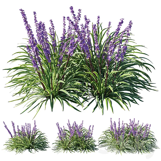 Liriope 02 3D Model