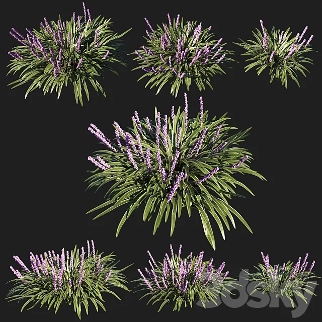 liriope muscari variegata grass 02 3D Model liriope muscari variegata grass 02 3D Model