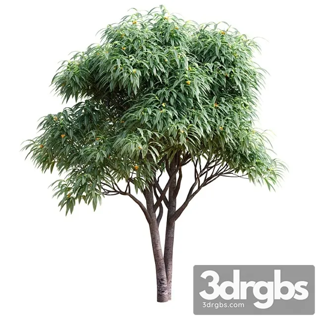 Listvennoe Derevo S Plodami Mushmula 3D Model Download