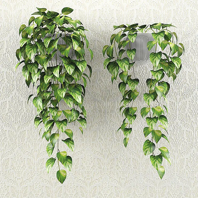 loach 3D Model loach 3D Model