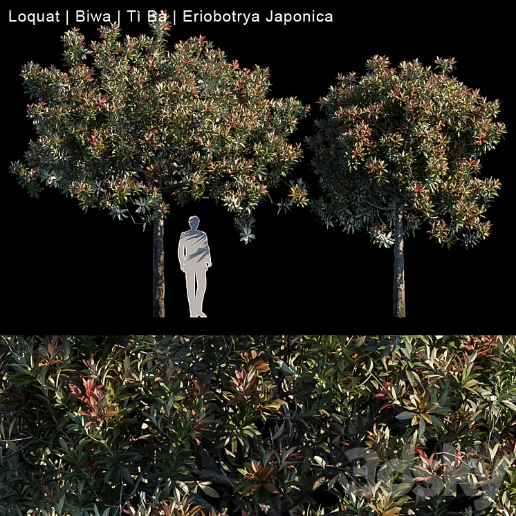 Loquat | Biwa | Eriobotrya japonica 3D Model