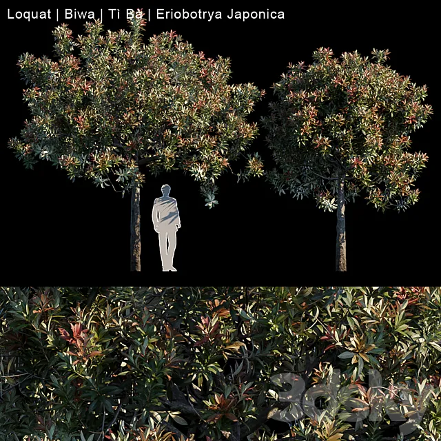 Loquat | Biwa | Eriobotrya japonica 3DModel Loquat | Biwa | Eriobotrya japonica 3DModel