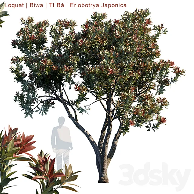 Loquat | Biwa | Eriobotrya japonica 3DModel Loquat | Biwa | Eriobotrya japonica 3DModel