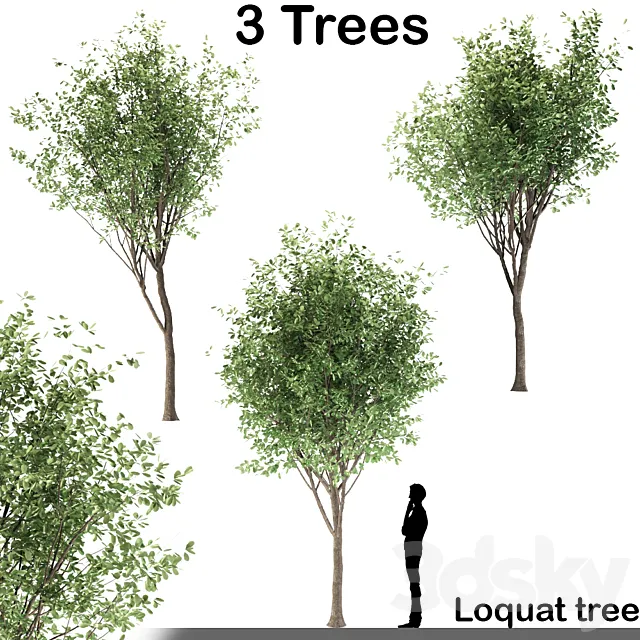 Loquat tree (3 Trees) 3D Model