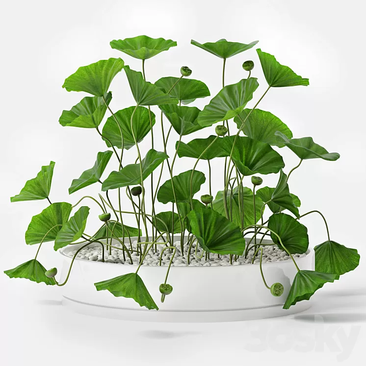 Lotus 3D Model Lotus 3D Model