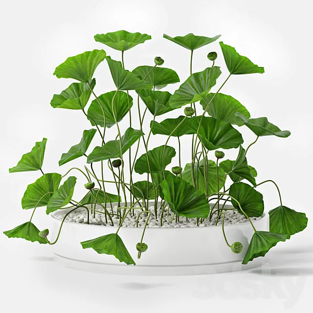 Lotus 3D Model Lotus 3D Model