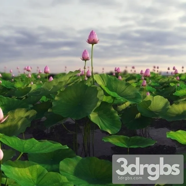 Lotus Lake 3D Model Download