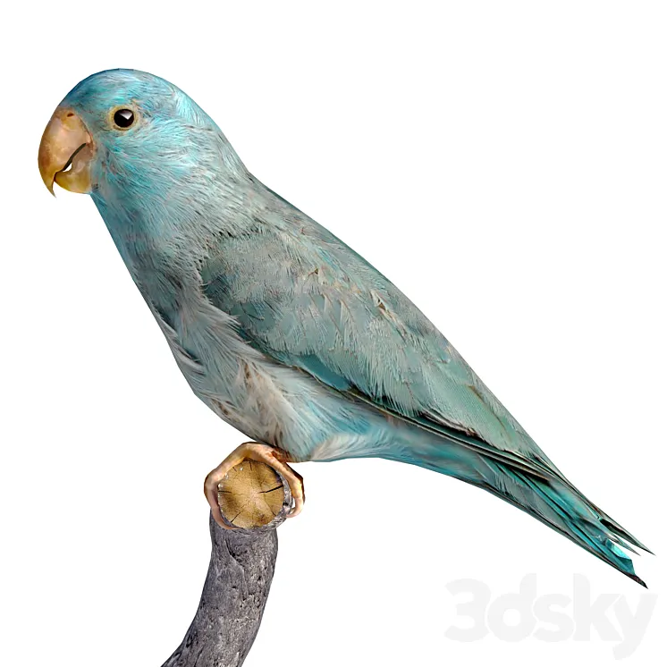 low poly parrot 3D Model Free Download