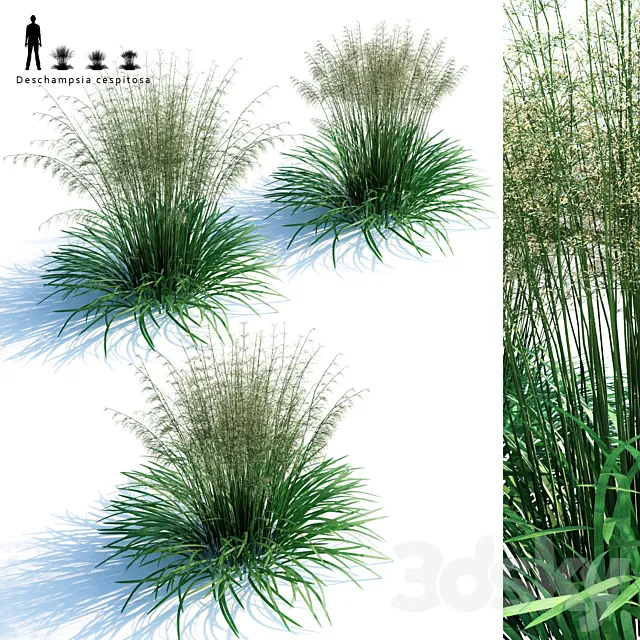 Lugovik turfy (Pike) | Deschampsia cespitosa 3D Model Lugovik turfy (Pike) | Deschampsia cespitosa 3D Model