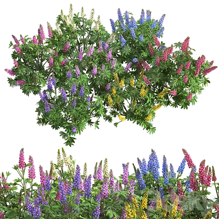 Lupinus 3D Model Free Download