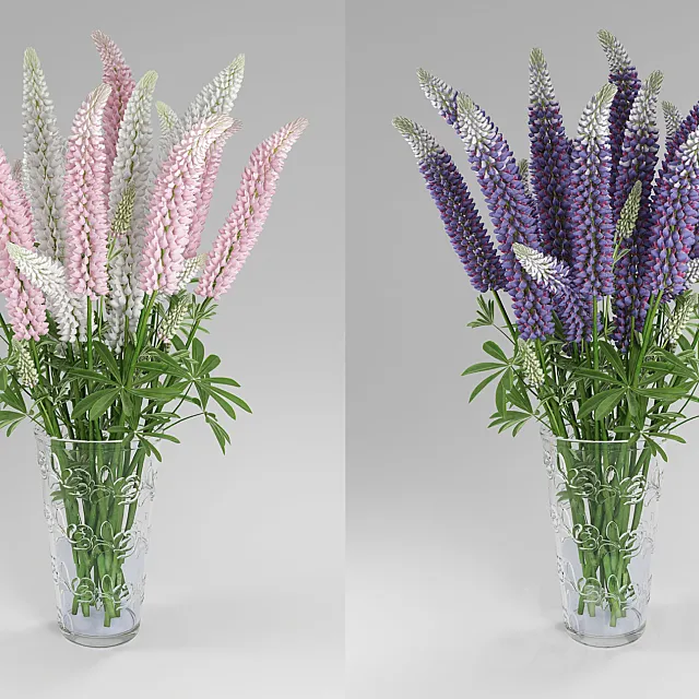 Lupinus 3D Model Lupinus 3D Model