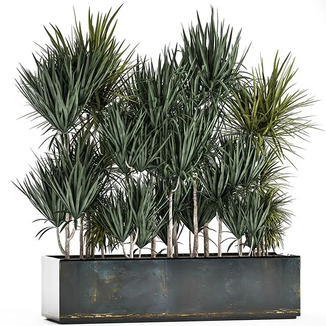 Lush exotic thickets of Dracaena bushes in a metal pot flowerbed. 887 3D Model