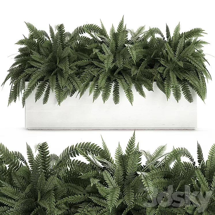 Lush ornamental bushes overgrown in a flowerbed pot with Nephrolepis fern outdoor flowerpot. Set 673. 3D Model Lush ornamental bushes overgrown in a flowerbed pot with Nephrolepis fern outdoor flowerpot. Set 673. 3D Model
