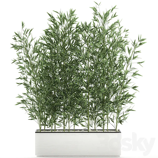 Lush thickets of bamboo bushes in a white pot pot bamboo. Set 579. 3D Model Lush thickets of bamboo bushes in a white pot pot bamboo. Set 579. 3D Model